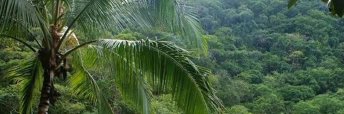 Caribbean Gurl banner