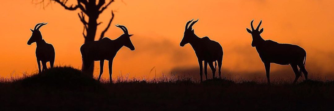 Route Wild Safaris 🐾 banner