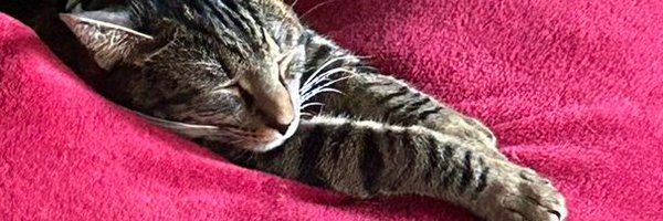 trickstabbed Profile Banner