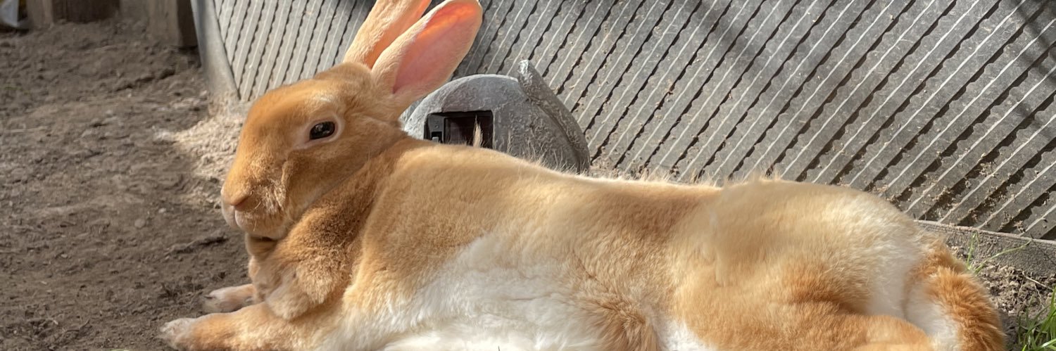 saturnpr1ncess's profile banner image