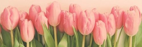 AngelicaSoler's profile banner image