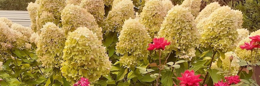 Sherry Miller banner