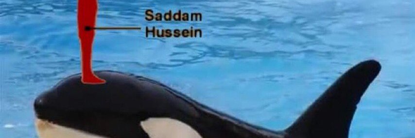 🔞Orca Time 🍪(Working Slowly) banner