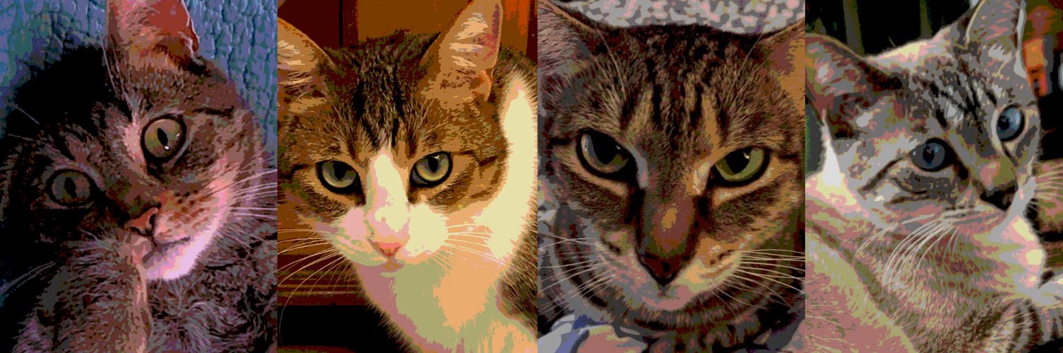 Feline Foursome 😻😹🙀😽 banner