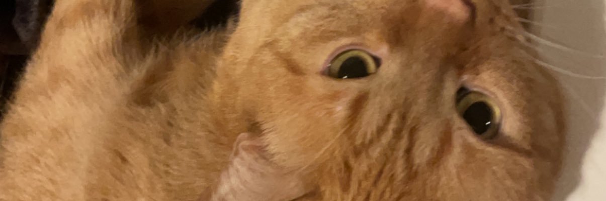 camplasloo's profile banner image