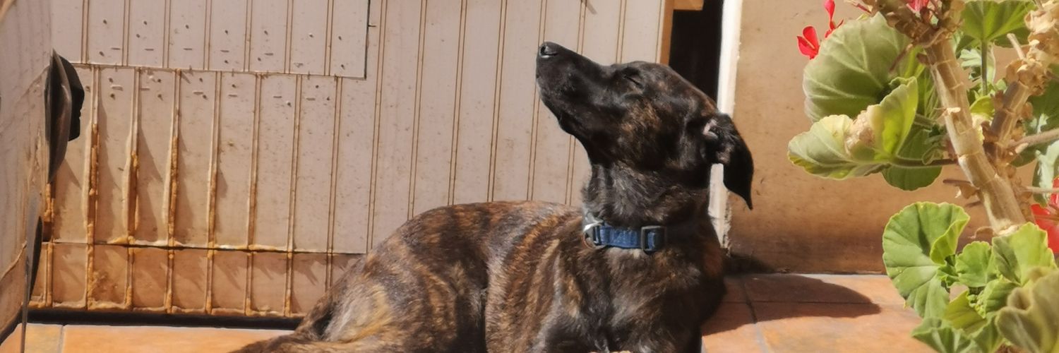 ale_paws's profile banner image