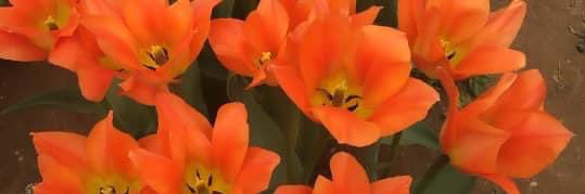 Michele🌷🦜🦋🆘Save Ukraine 🇺🇦🆘🐞🐿️🌳's banner