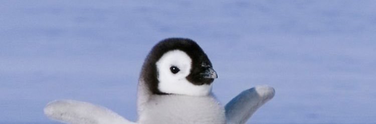 alvinpanj's profile banner image