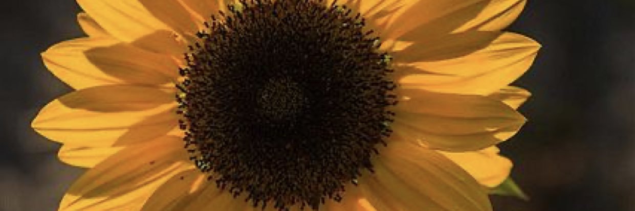 JosefinaManf's profile banner image