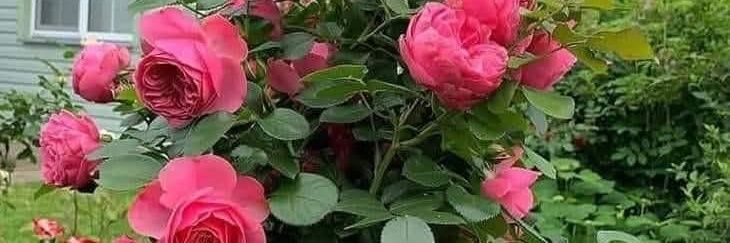 BursaLı OrHan banner