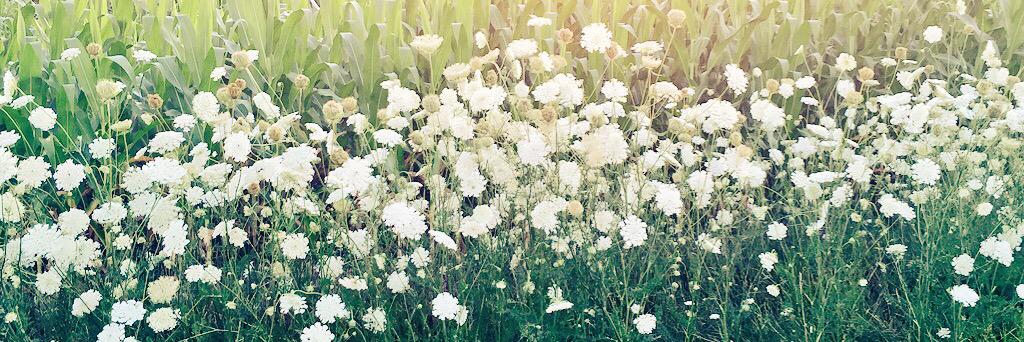 Jute_bug's profile banner image