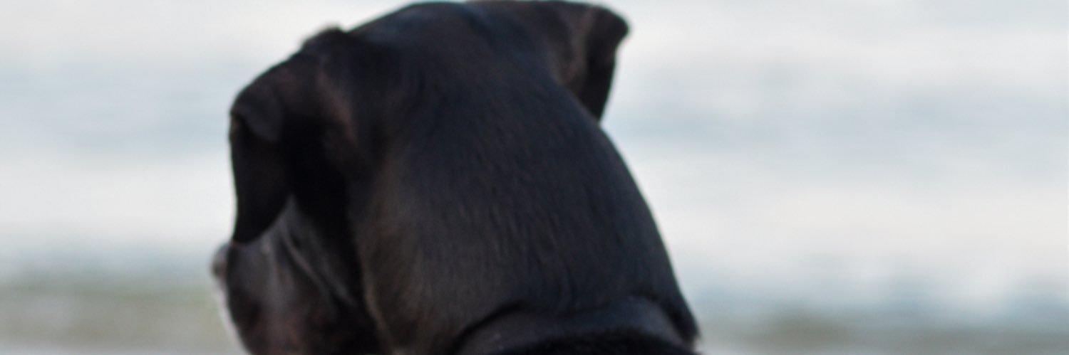 YaFavWeirdo's profile banner image