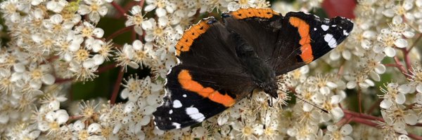 VienLucile Profile Banner