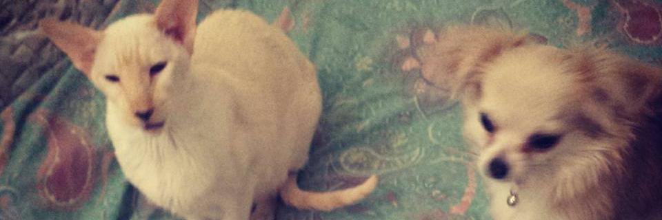 Saz_Gilly's profile banner image
