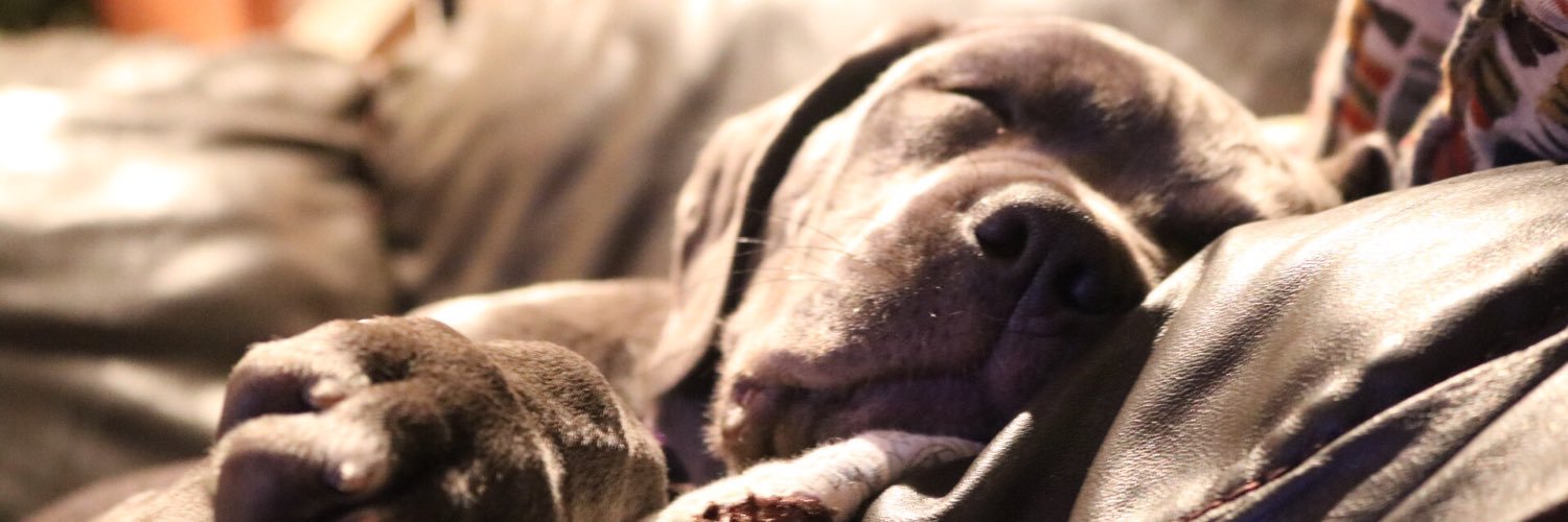 TraceyGaffney's profile banner image