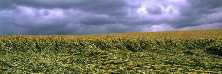 عبدالحكيم الواعر الممثل الإقليمي لمنظمة الفاو's banner