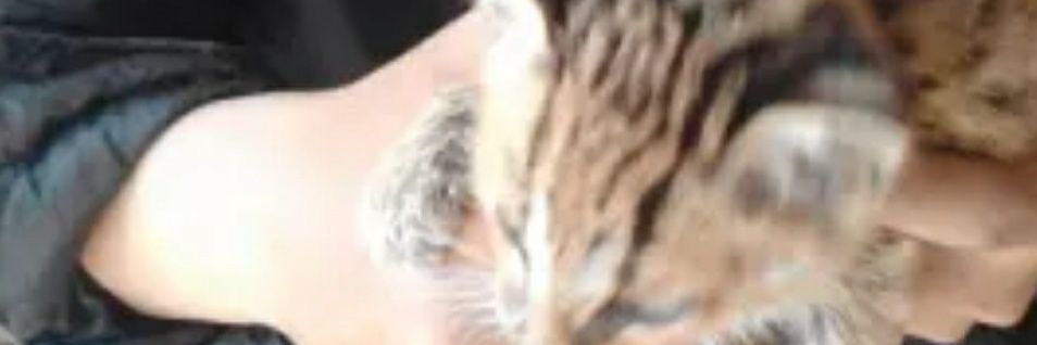 deZeroElbLitary's profile banner image