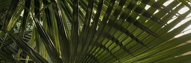 bailafaurio's profile banner image