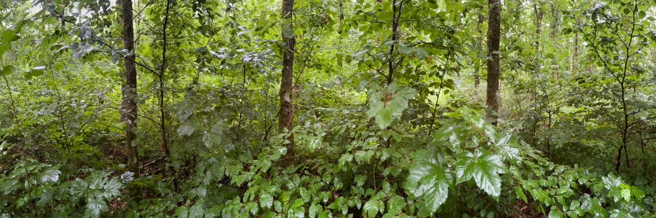 Francois Planque banner