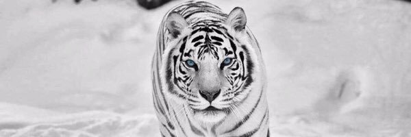 GeorgShamon's profile banner image
