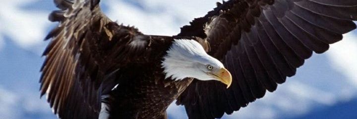 Cyprien thomas banner