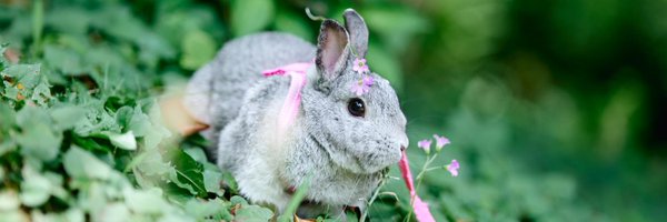 marika_clarinet Profile Banner