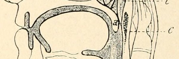 ECP_AdultSLT Profile Banner