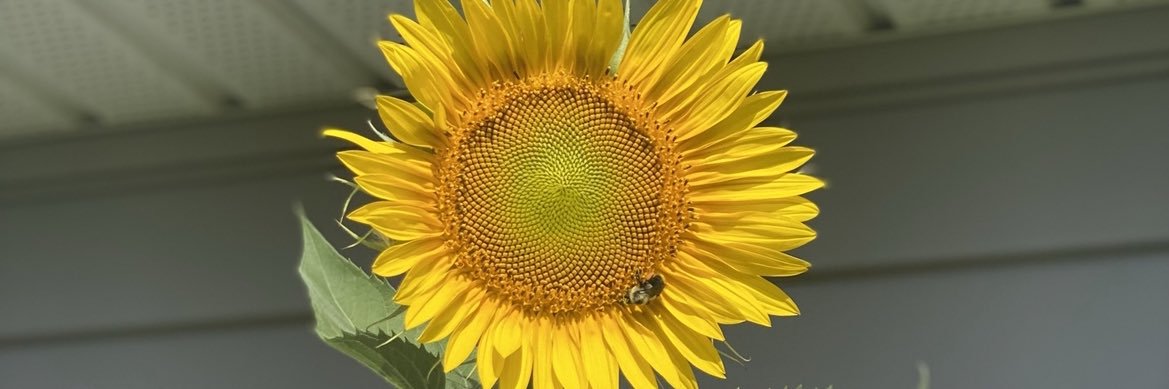 Marissa Lynn 🌻 banner