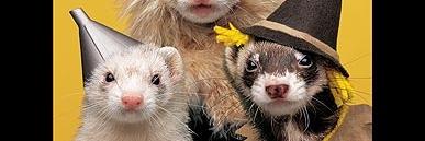 freddyferret's profile banner image