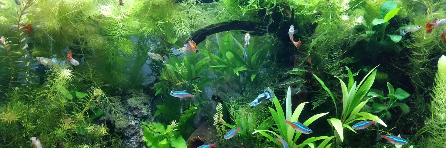 moti_aquarium's profile banner image