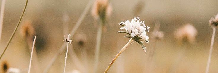 daytimeinpluto's profile banner image
