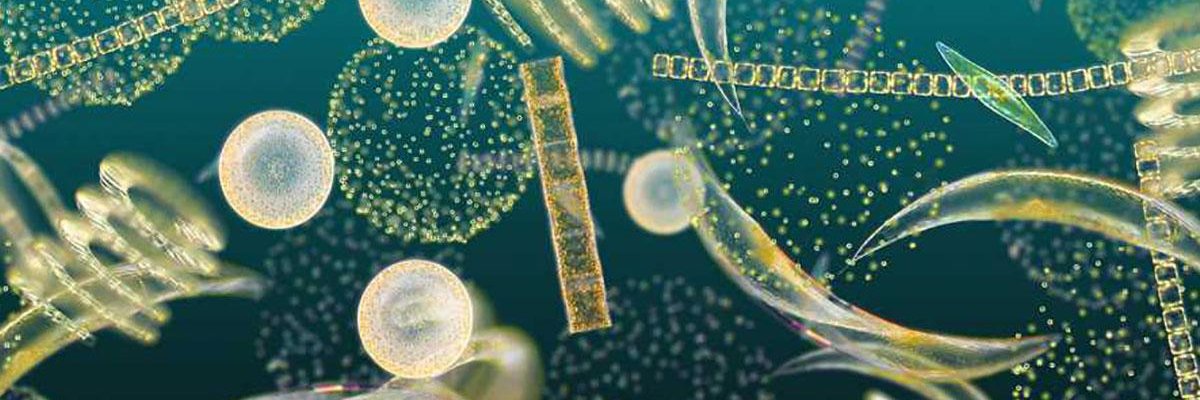 Northeast Algal Society (NEAS) banner