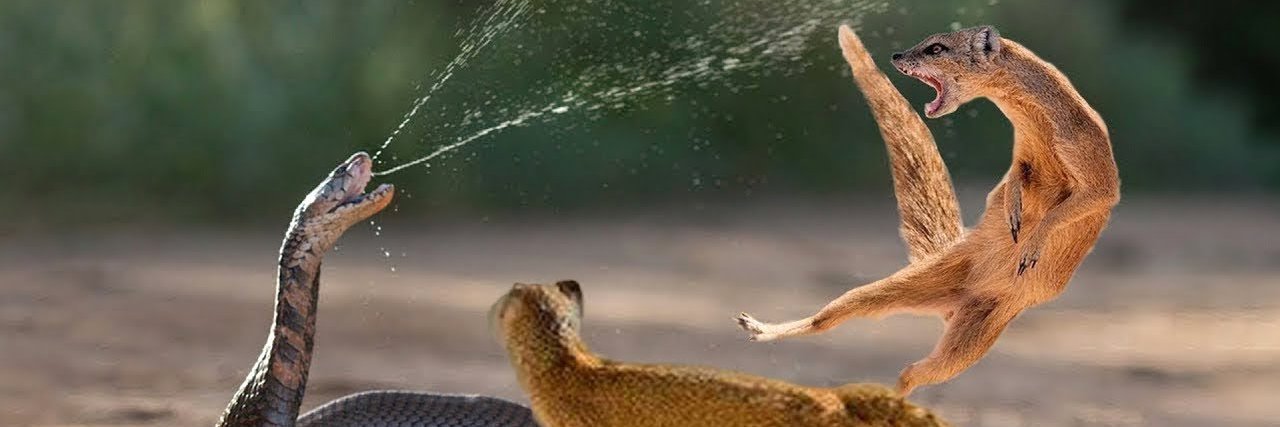 Badass Mongoose 🧭 Helix: Descent N Ascent banner