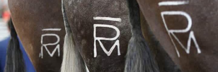 elpotrillo89's profile banner image