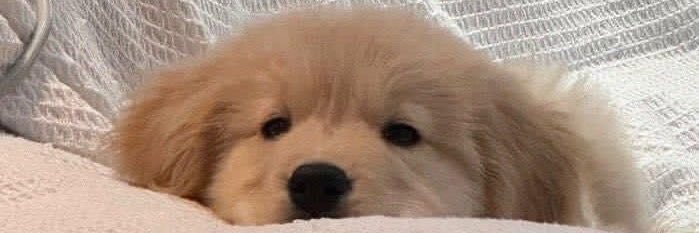 พิกกาปู้ววสโมเต banner