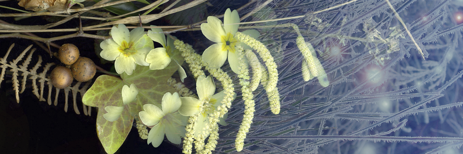 NatureActivity's profile banner image