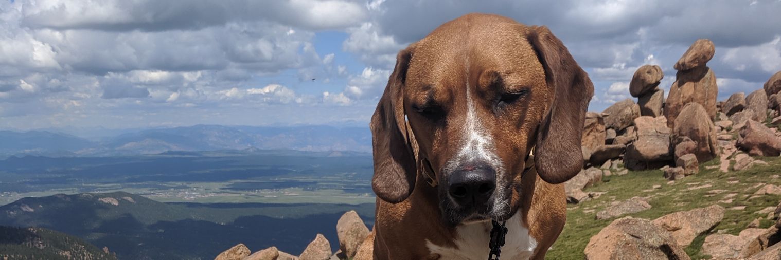 Harry Hood 💀🌹⭕ banner