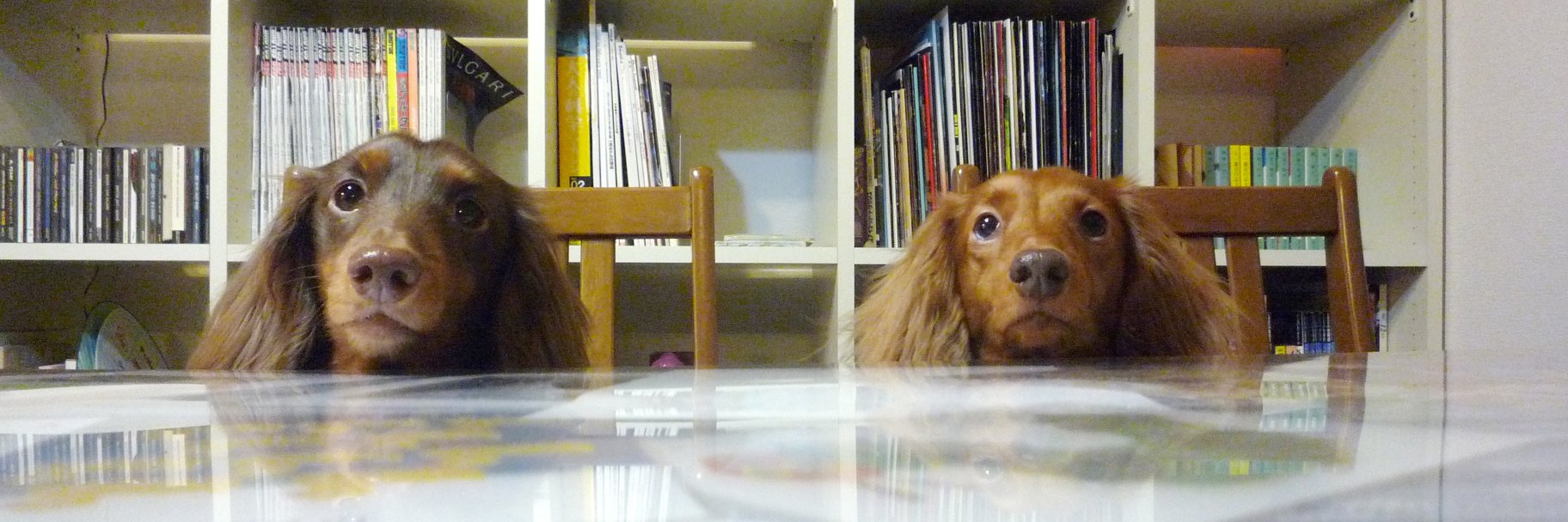 chibicco_andy's profile banner image