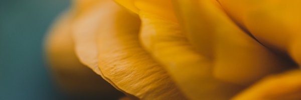 Boldly_Bipolar Profile Banner