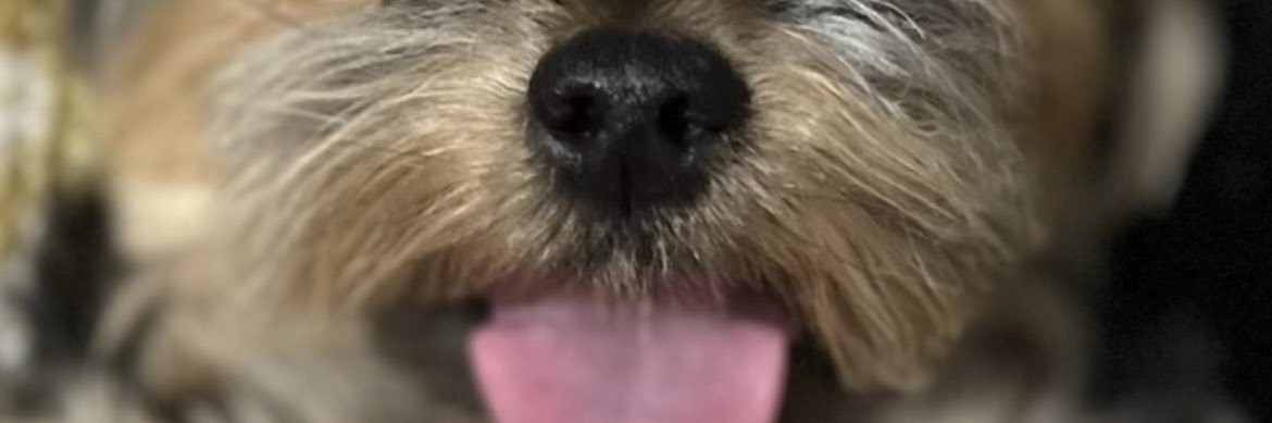 Kiya banner