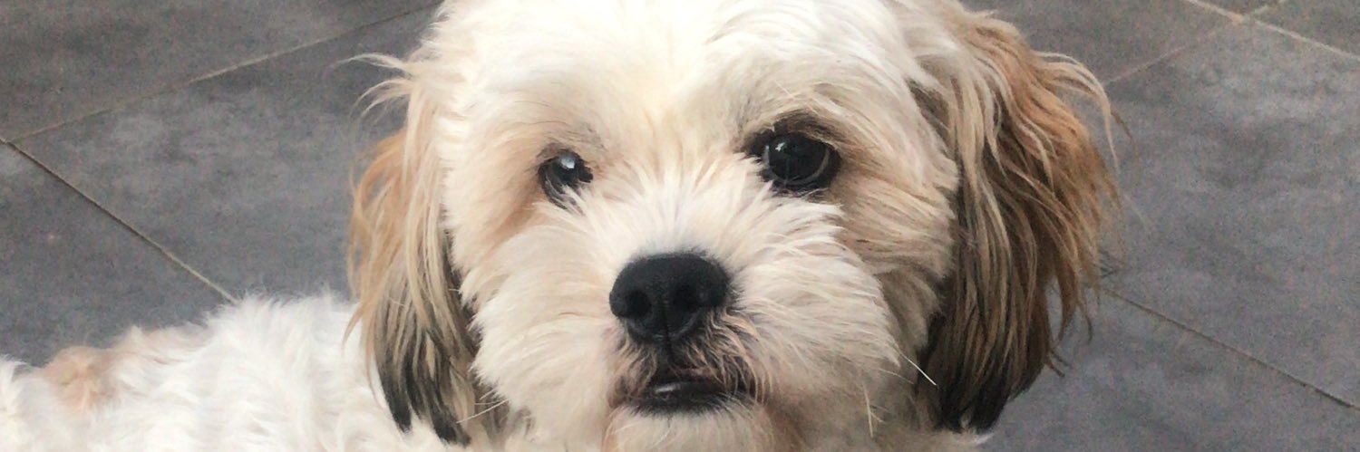 Tomas Sanchez banner