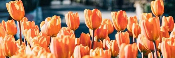 Camila_Lectora Profile Banner