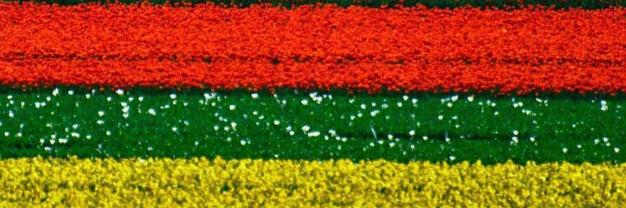 zamanucha's profile banner image