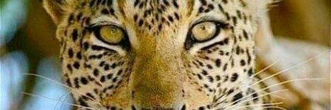 IsaacArogb's profile banner image