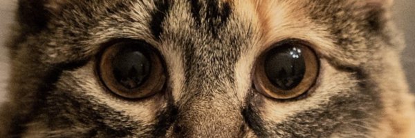 hapyeaster Profile Banner