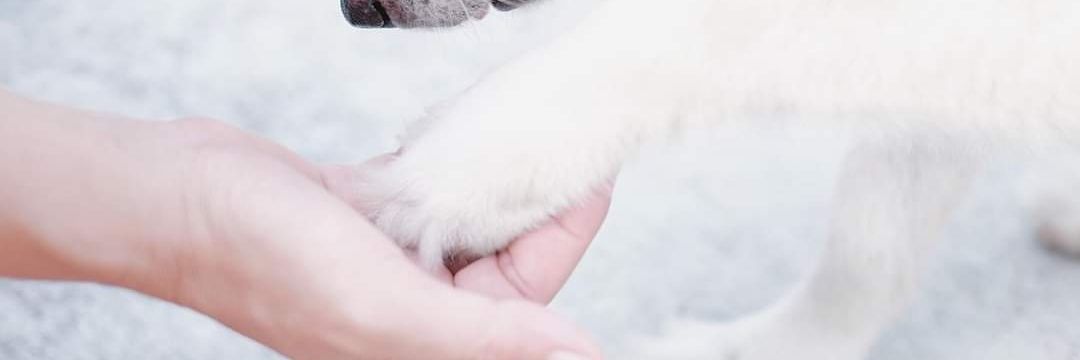 themoonalwaysbewithme 🎐🎄 banner