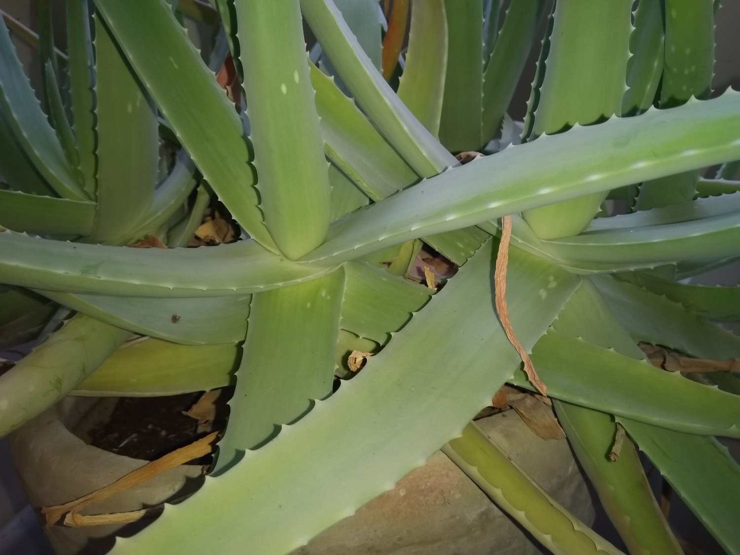 CMMonedula's profile banner image