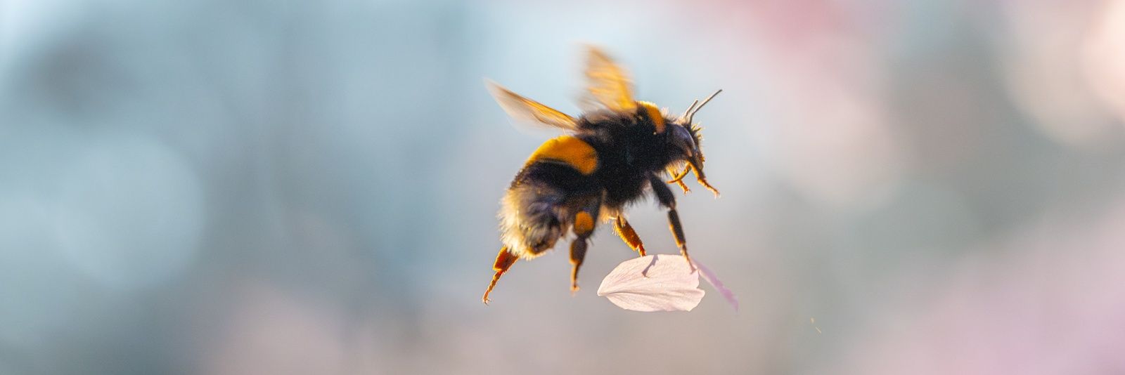 Cathy Quinton banner