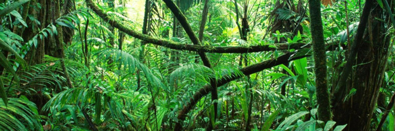 ゴリラ🦍 banner