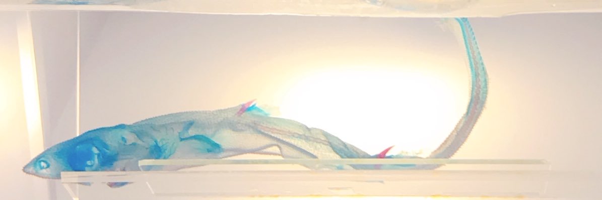 よじこ(腹弱) banner